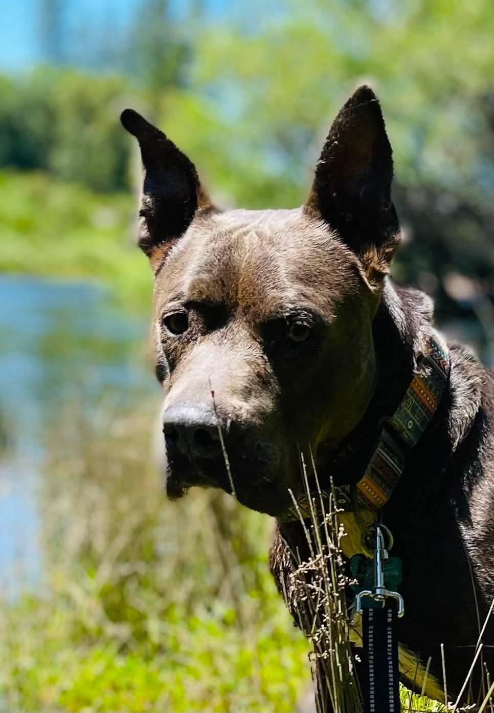 Enlarge Rocky, a ADOPTABLE Pit Bull Terrier in Jackson, CA image 1/4