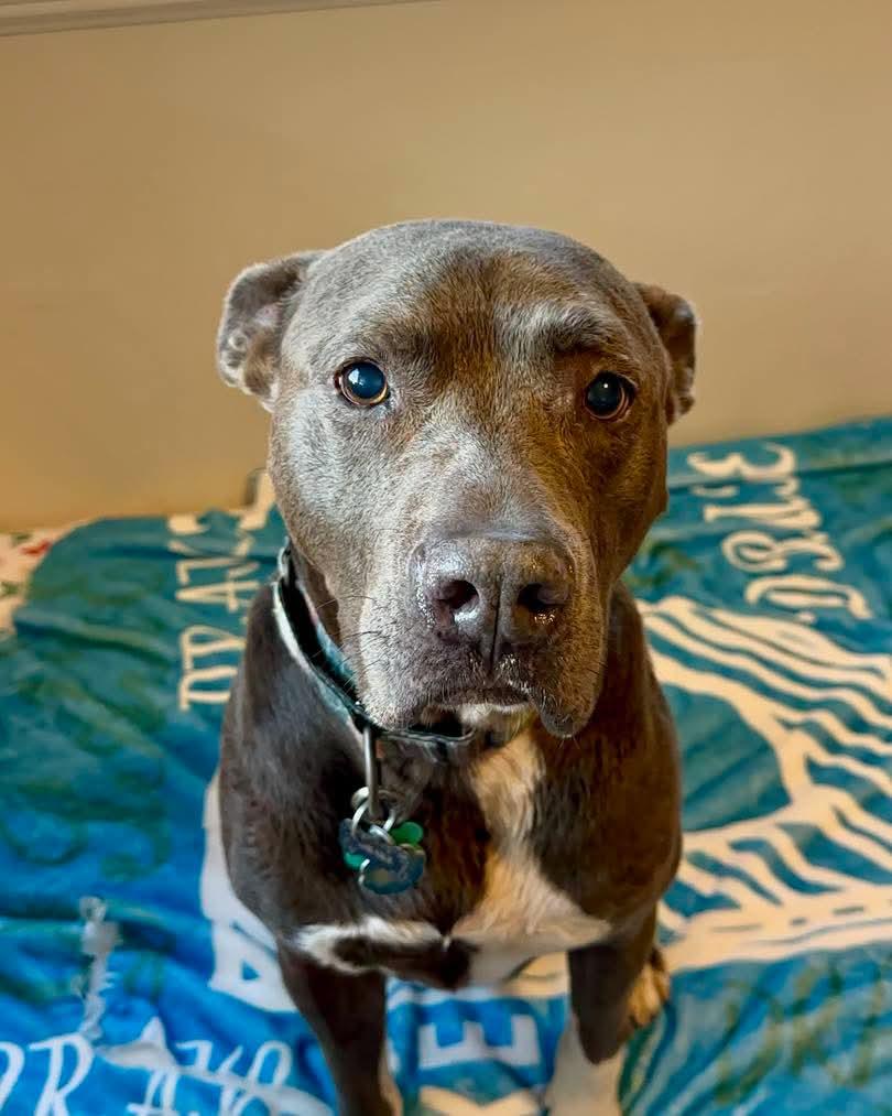 Enlarge Rocky, a ADOPTABLE Pit Bull Terrier in Jackson, CA image 4/4