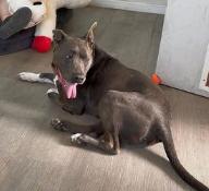 Enlarge Rocky, a ADOPTABLE Pit Bull Terrier in Jackson, CA image 1/1