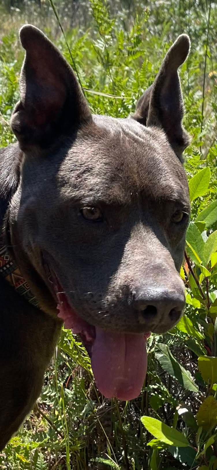 Enlarge Rocky, a ADOPTABLE Pit Bull Terrier in Jackson, CA image 3/4