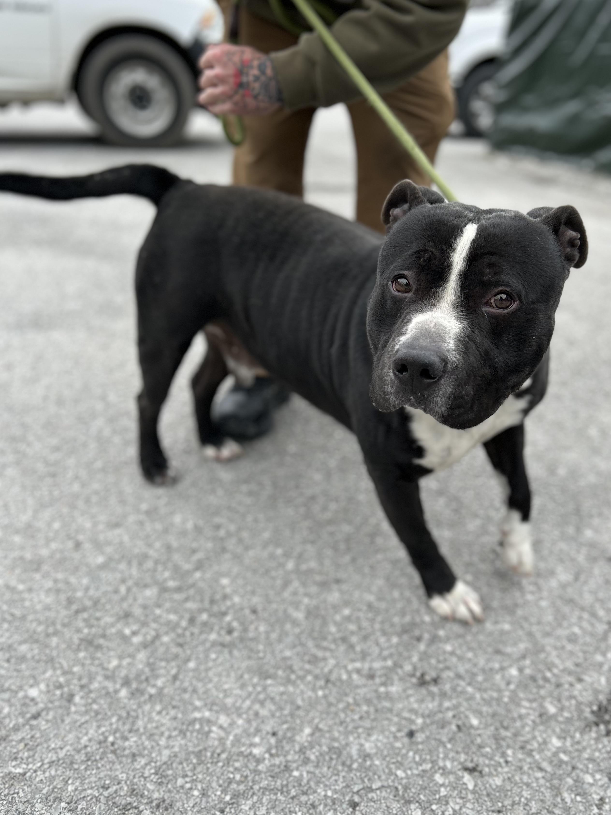Enlarge Bobo, a ADOPTABLE Mixed Breed in Manchester, TN image 4/5