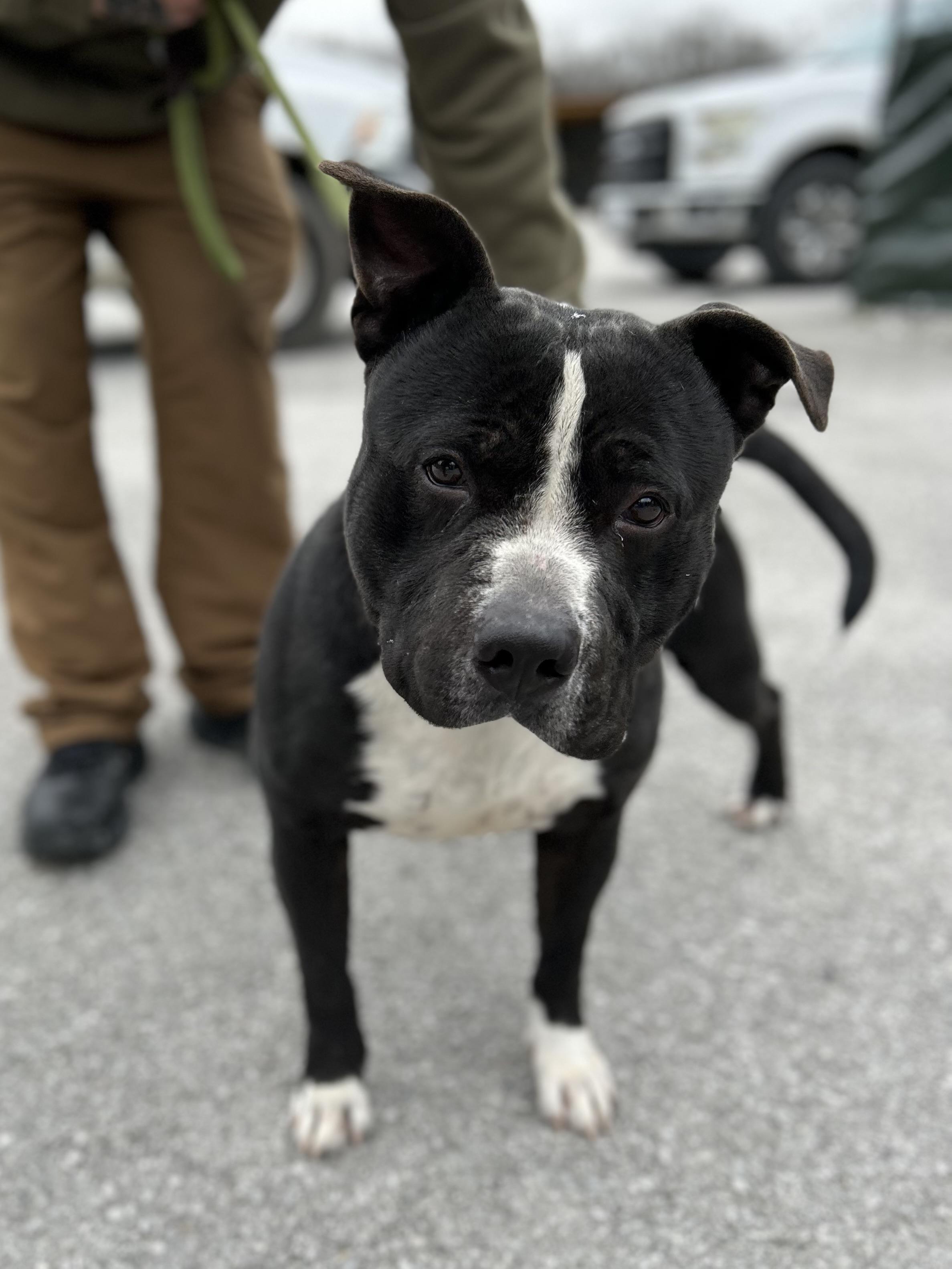 Bobo, ADOPTABLE, Adult Male Mixed Breed.