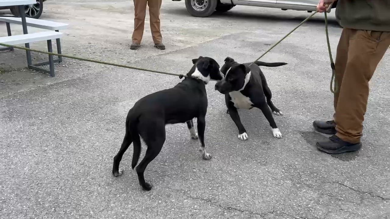 Enlarge Bobo, a ADOPTABLE Mixed Breed in Manchester, TN video 3/5