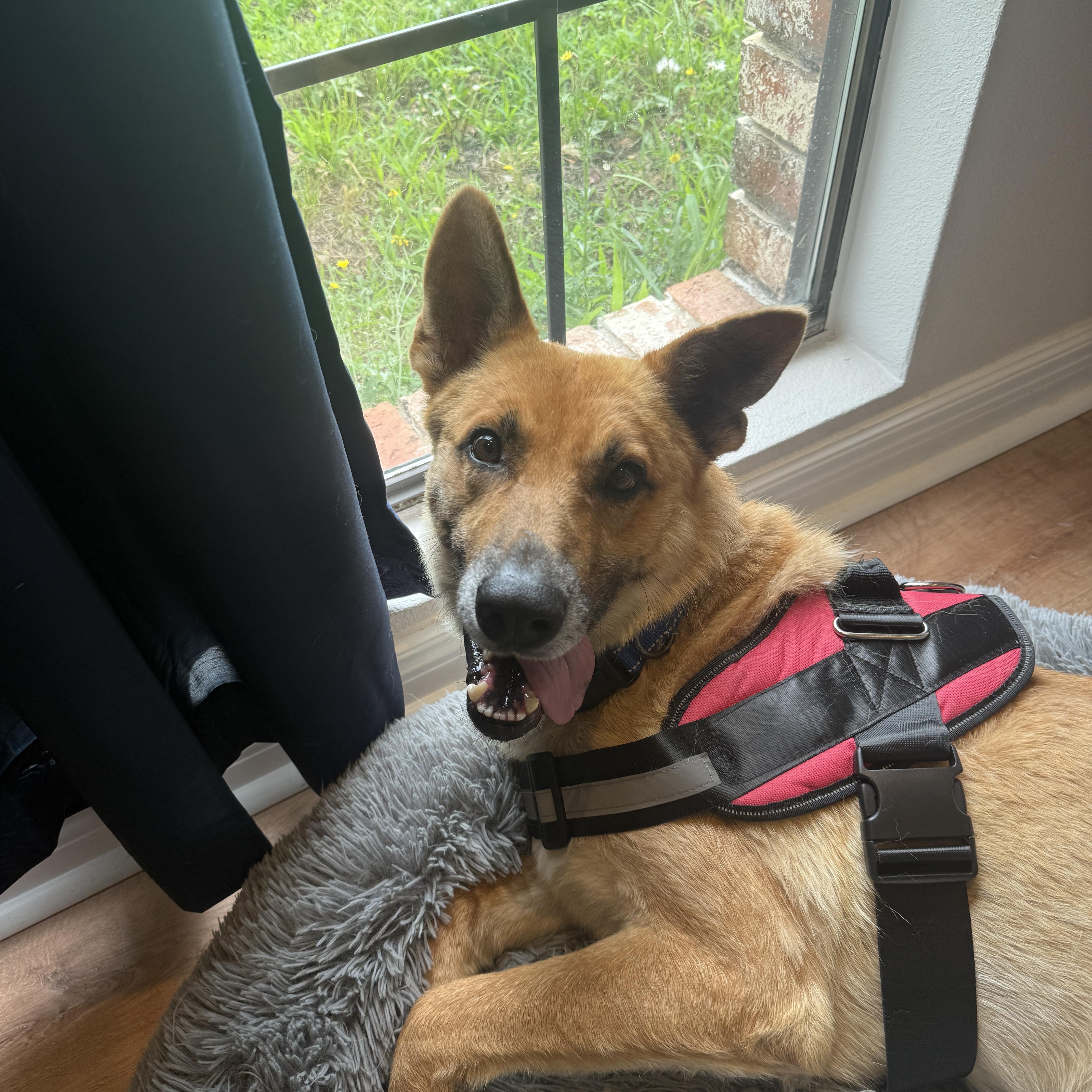 Scout