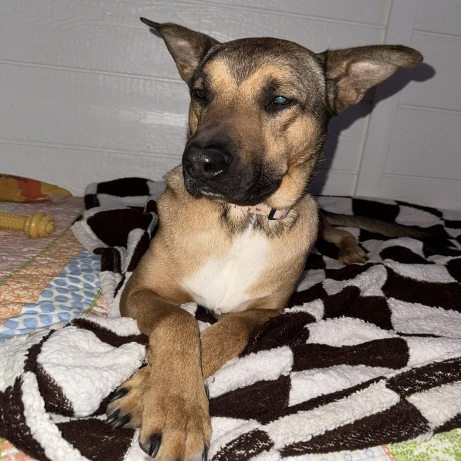 Enlarge MaCrow, an adoptable mixed breed in Benton Harbor, MI image 1/2