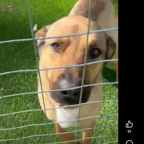 Enlarge MaCrow, an adoptable mixed breed in Benton Harbor, MI image 2/2