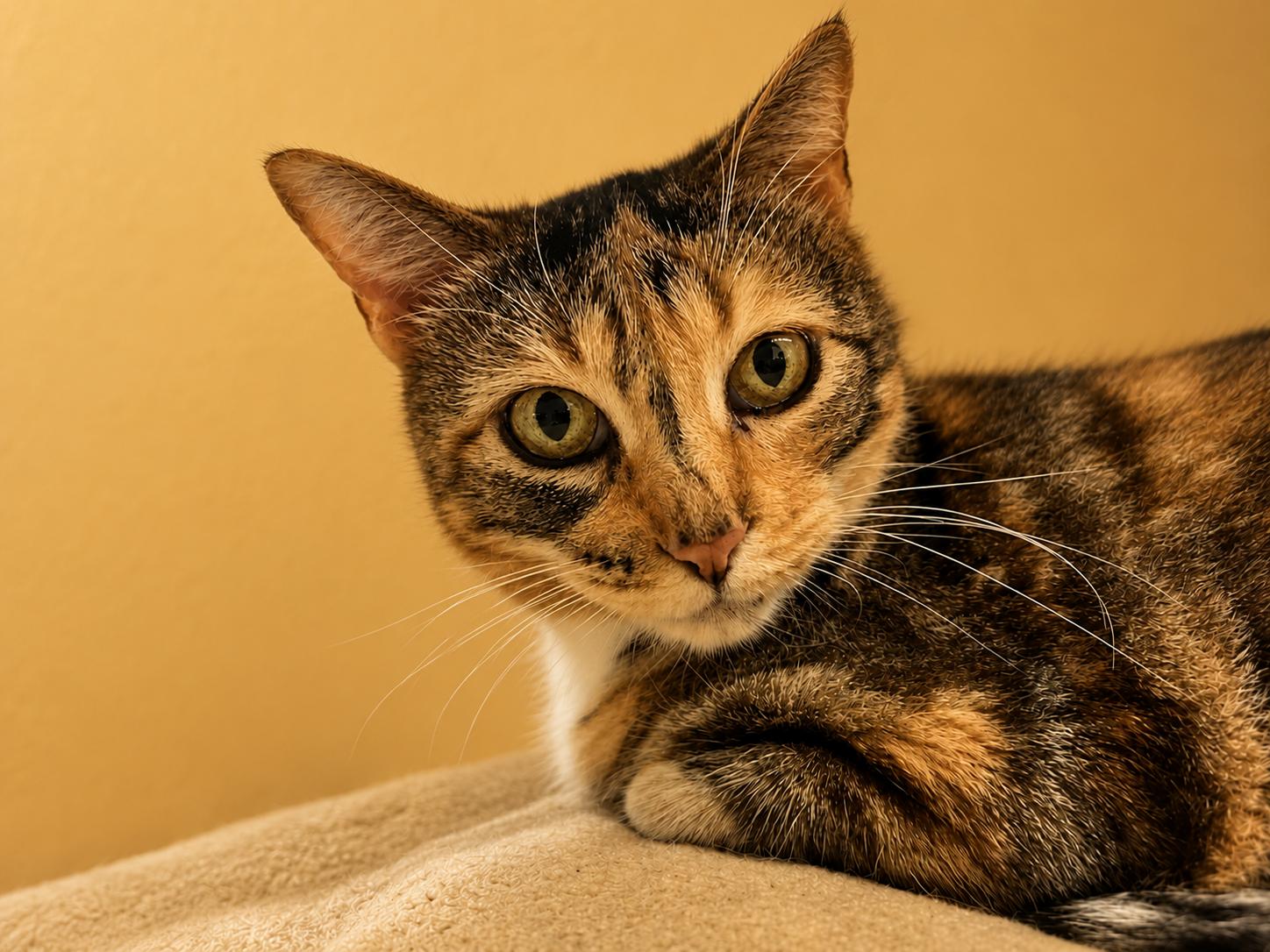 Enlarge Magpie - Sweet Calm Old Lady, a Adoptable Domestic Short Hair in Austin, TX image 3/6