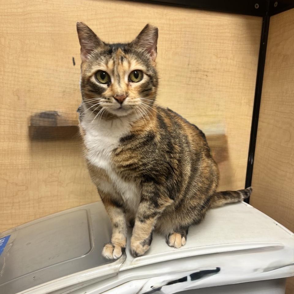 Enlarge Magpie - Sweet Calm Old Lady, a Adoptable Domestic Short Hair in Austin, TX image 6/6