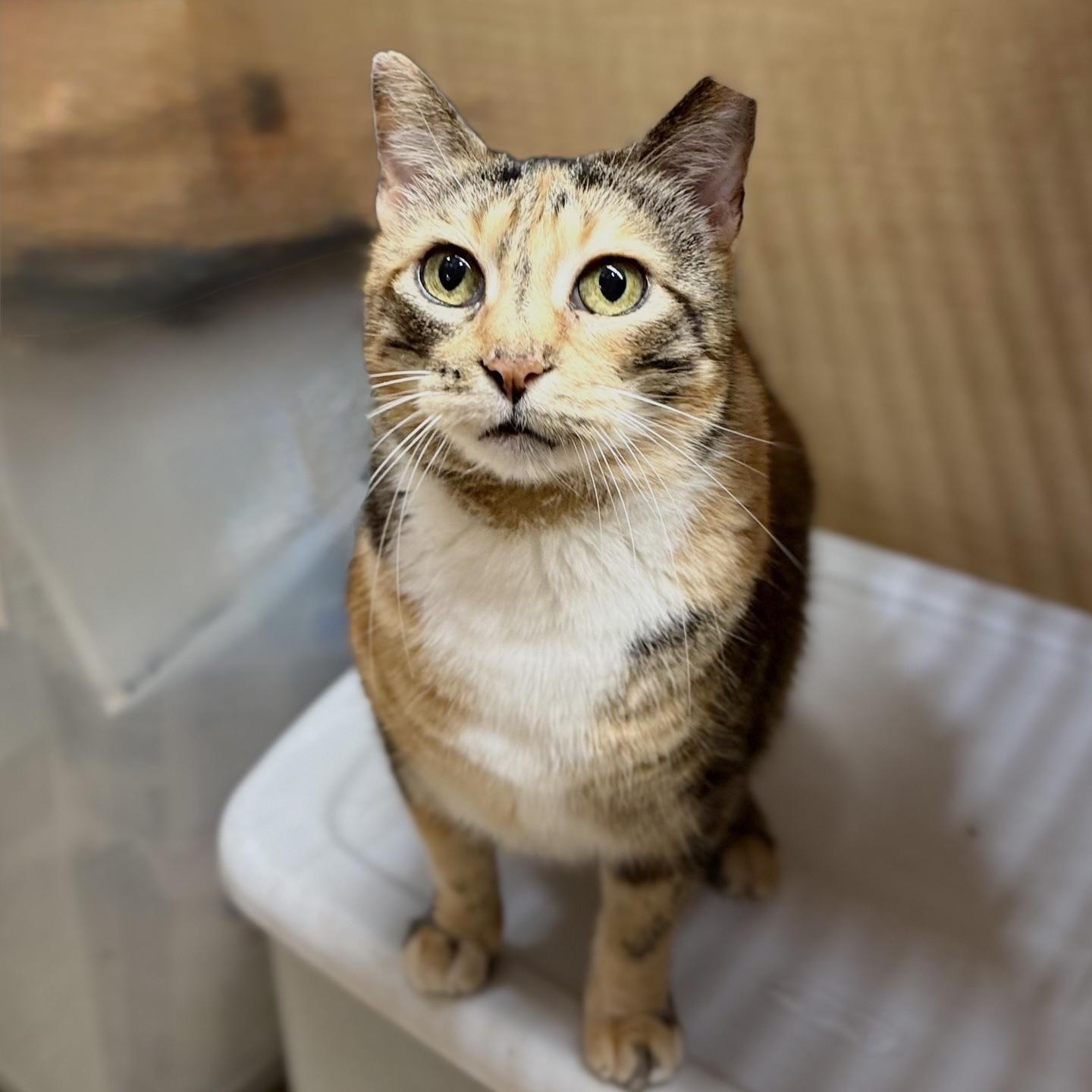Enlarge Magpie - Sweet Calm Old Lady, a Adoptable Domestic Short Hair in Austin, TX image 2/6