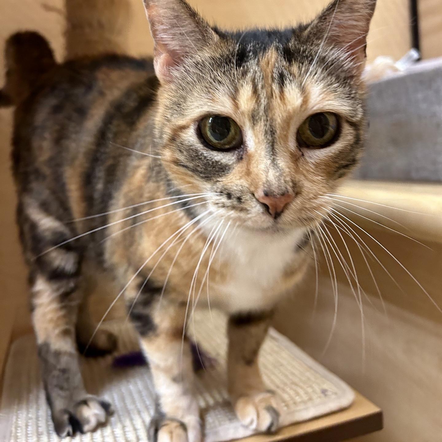 Magpie - Sweet Calm Old Lady, Adoptable, Senior Female Domestic Short Hair.