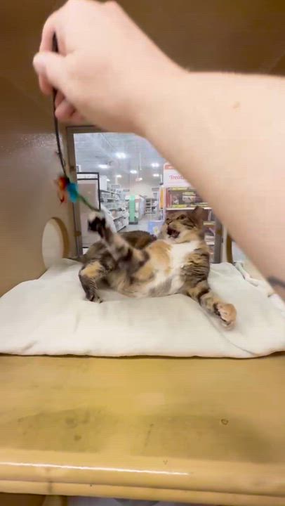 Enlarge Magpie - Sweet Calm Old Lady, a Adoptable Domestic Short Hair in Austin, TX video 4/6