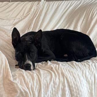 Enlarge Wallie (foster), a Adoptable Pit Bull Terrier in Belleville, IL image 1/6