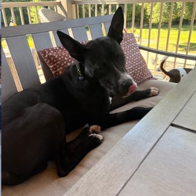 Enlarge Wallie (foster), a Adoptable Pit Bull Terrier in Belleville, IL image 2/6