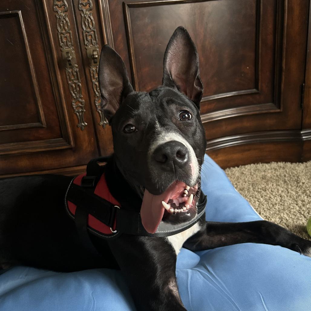 Enlarge Wallie (foster), a Adoptable Pit Bull Terrier in Belleville, IL image 3/6