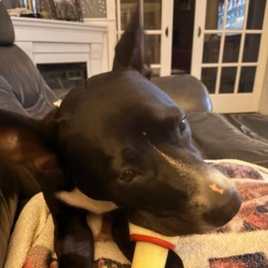 Enlarge Wallie (foster), a Adoptable Pit Bull Terrier in Belleville, IL image 4/6