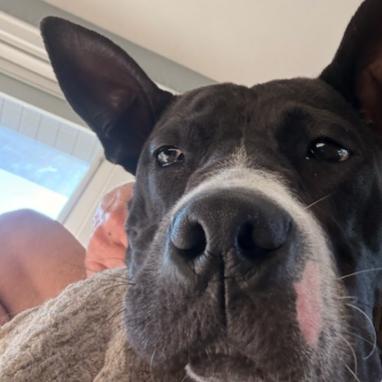 Enlarge Wallie (foster), a Adoptable Pit Bull Terrier in Belleville, IL image 6/6