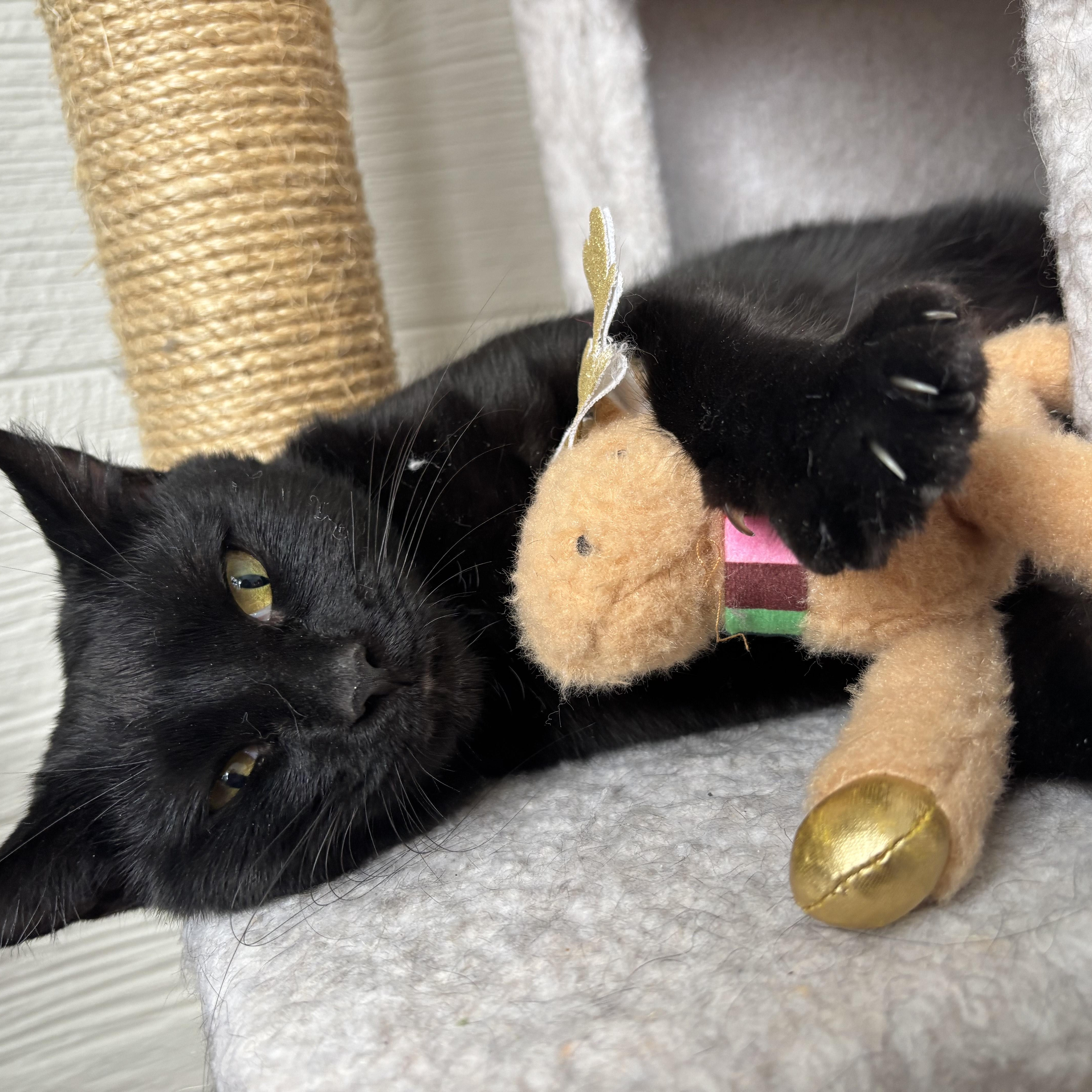 Enlarge Mama Sweetie, a ADOPTABLE Domestic Short Hair in Honeoye, NY image 2/3