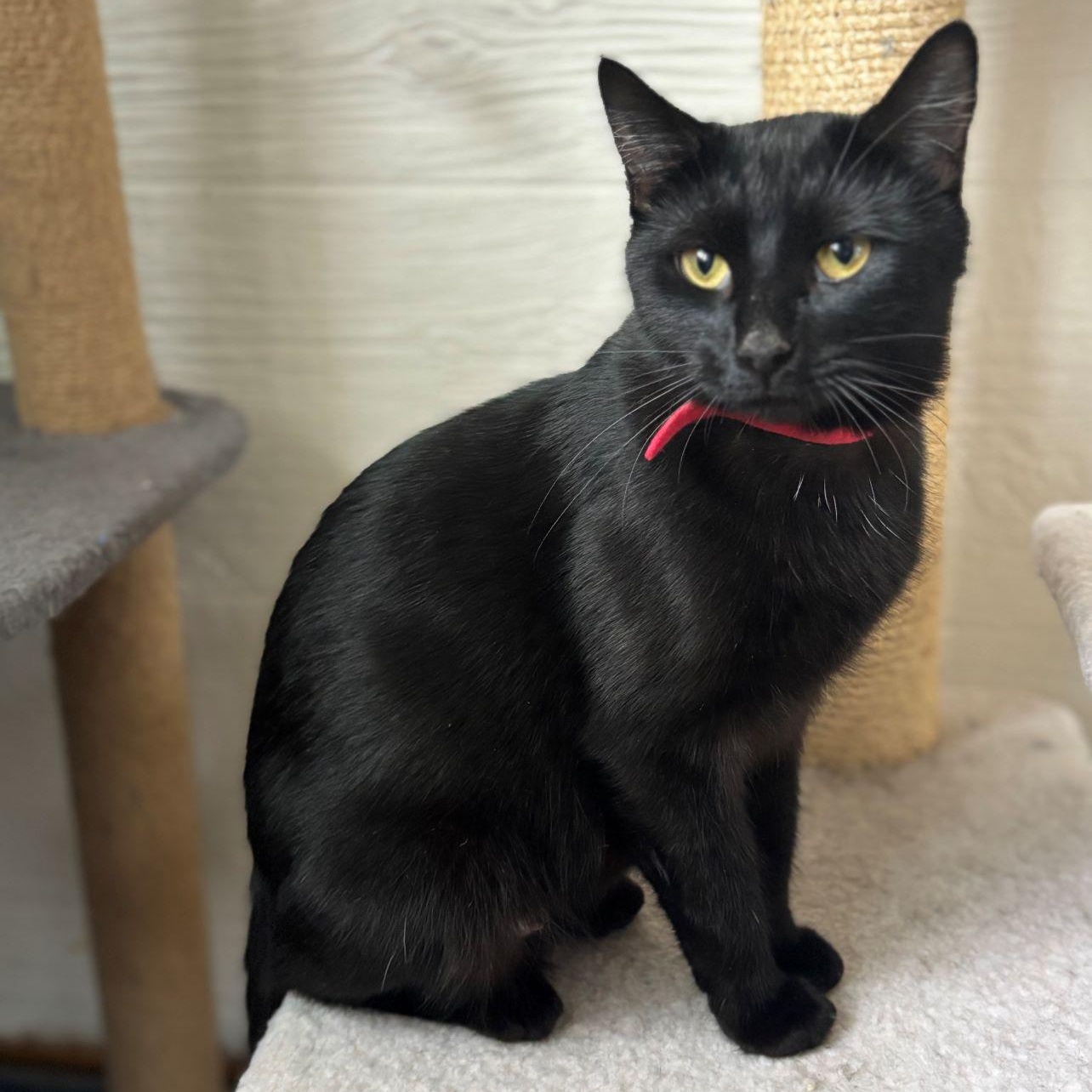 Mama Sweetie, ADOPTABLE, Adult Female Domestic Short Hair.