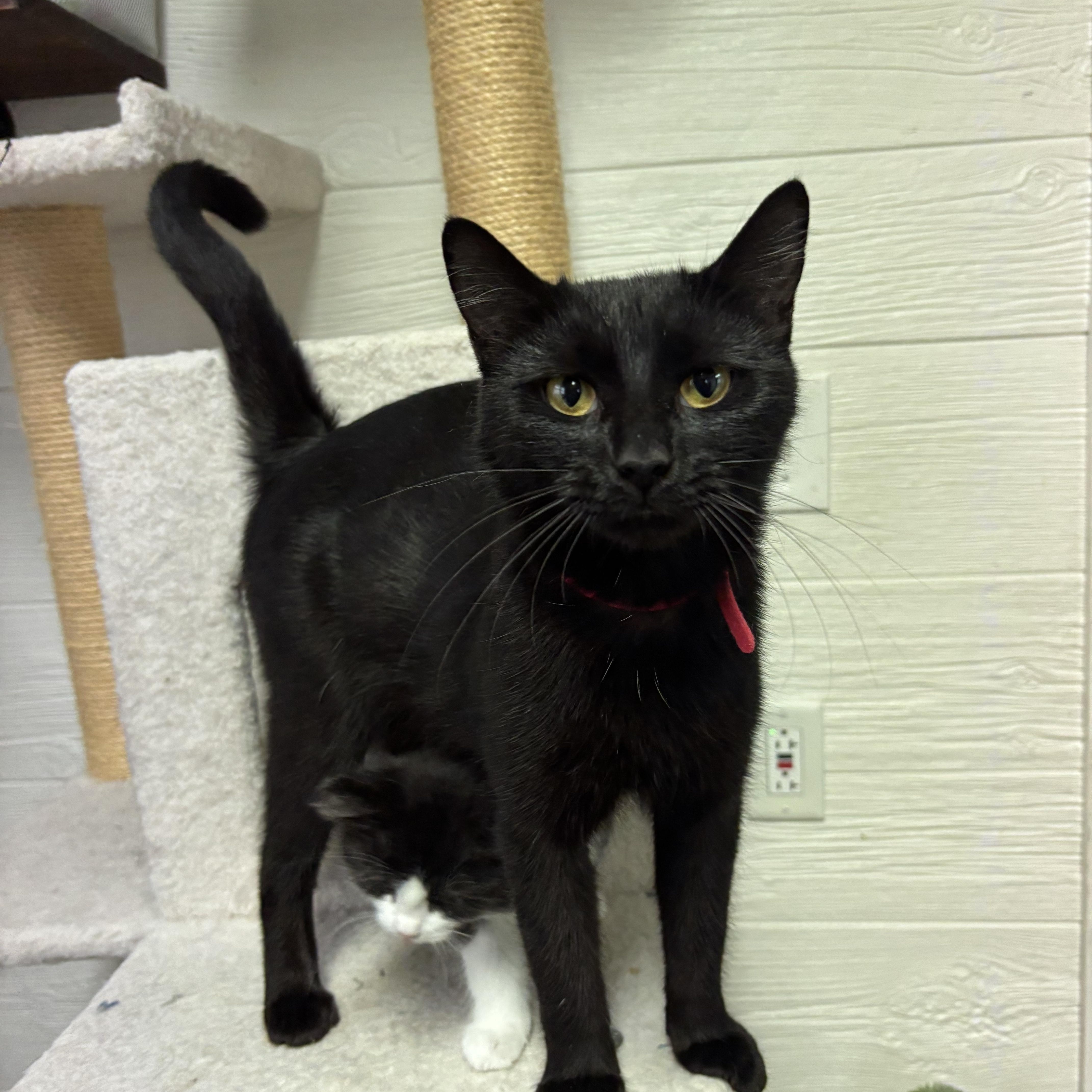 Enlarge Mama Sweetie, a ADOPTABLE Domestic Short Hair in Honeoye, NY image 3/3