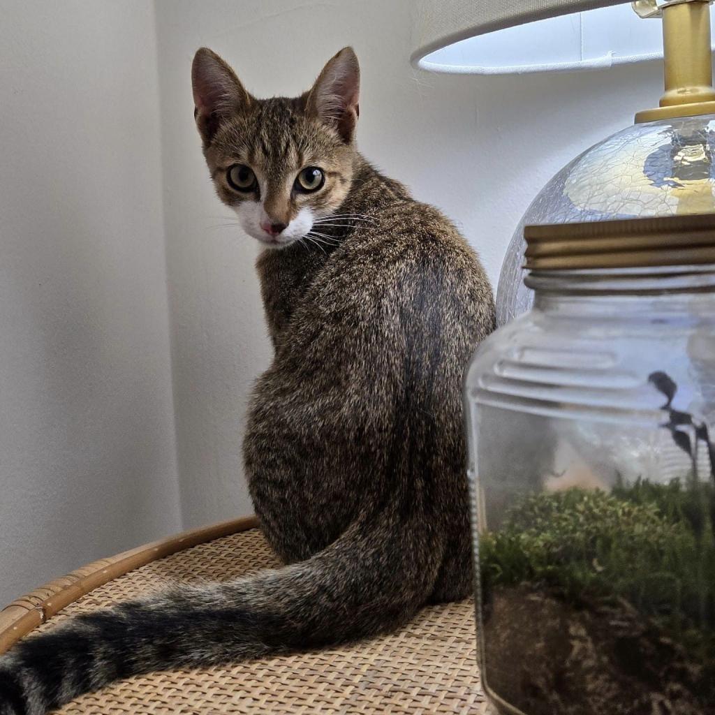 Enlarge Merlin (paired with Arthur), a Adoptable Domestic Short Hair in Reisterstown, MD image 1/1