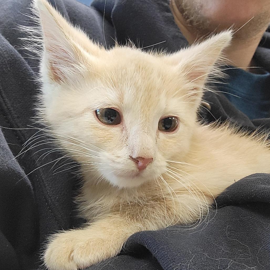 Mew Mew, an adoptable Domestic Short Hair in Kansas City, KS_image-1