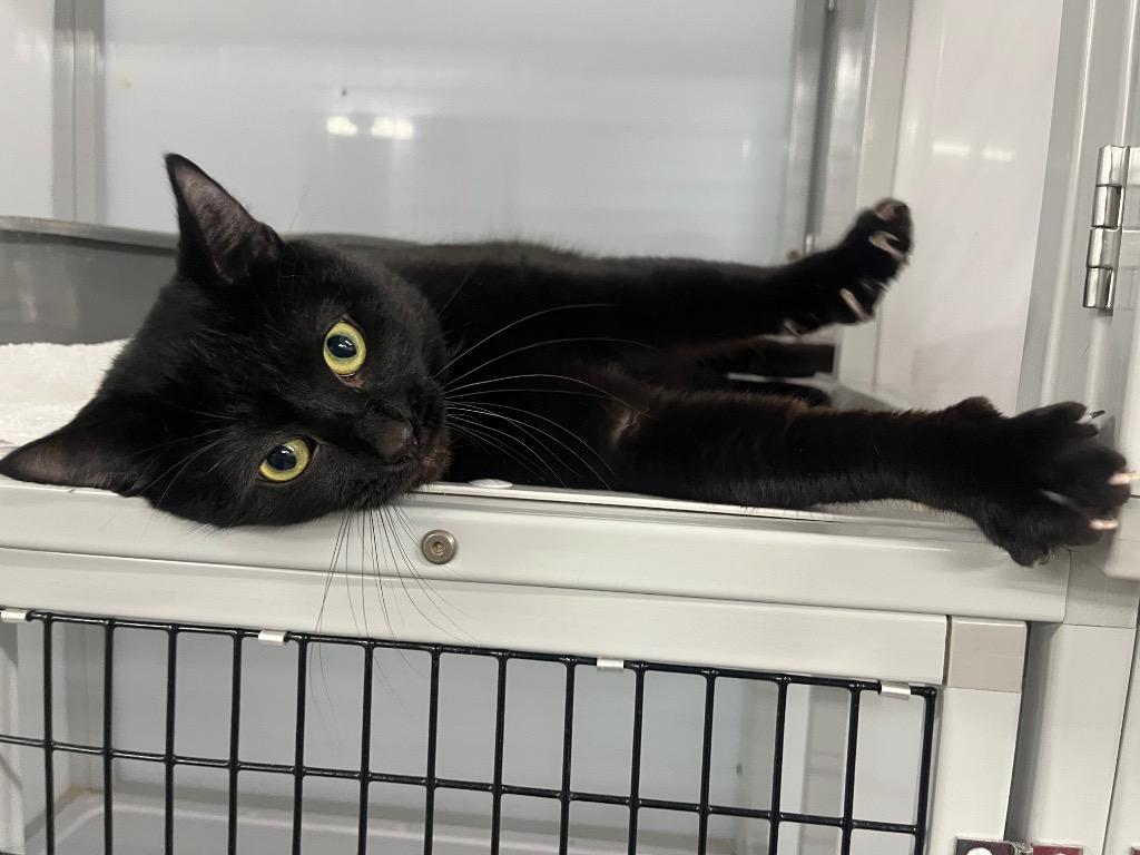 Western Blot, Adoptable, Young Male Domestic Short Hair.