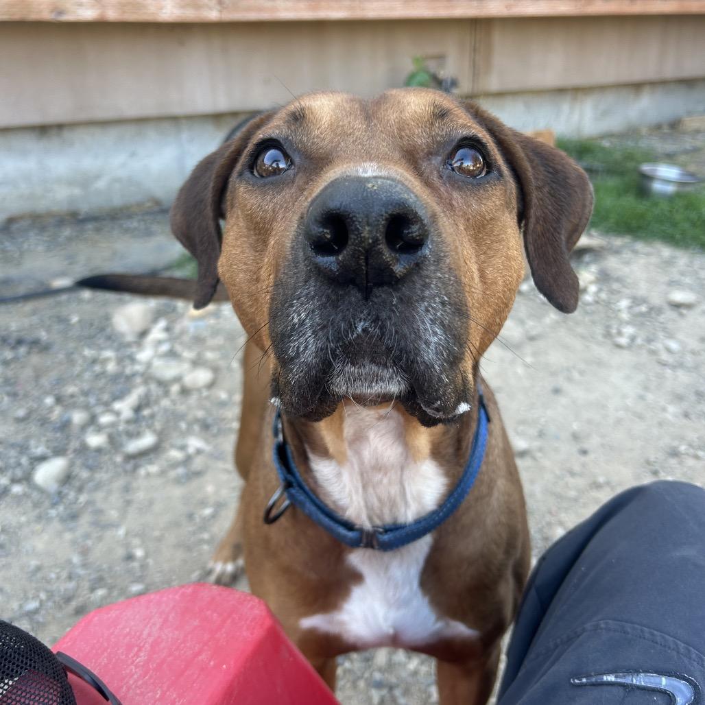 Cornell, Adoptable, Adult Male Mixed Breed.