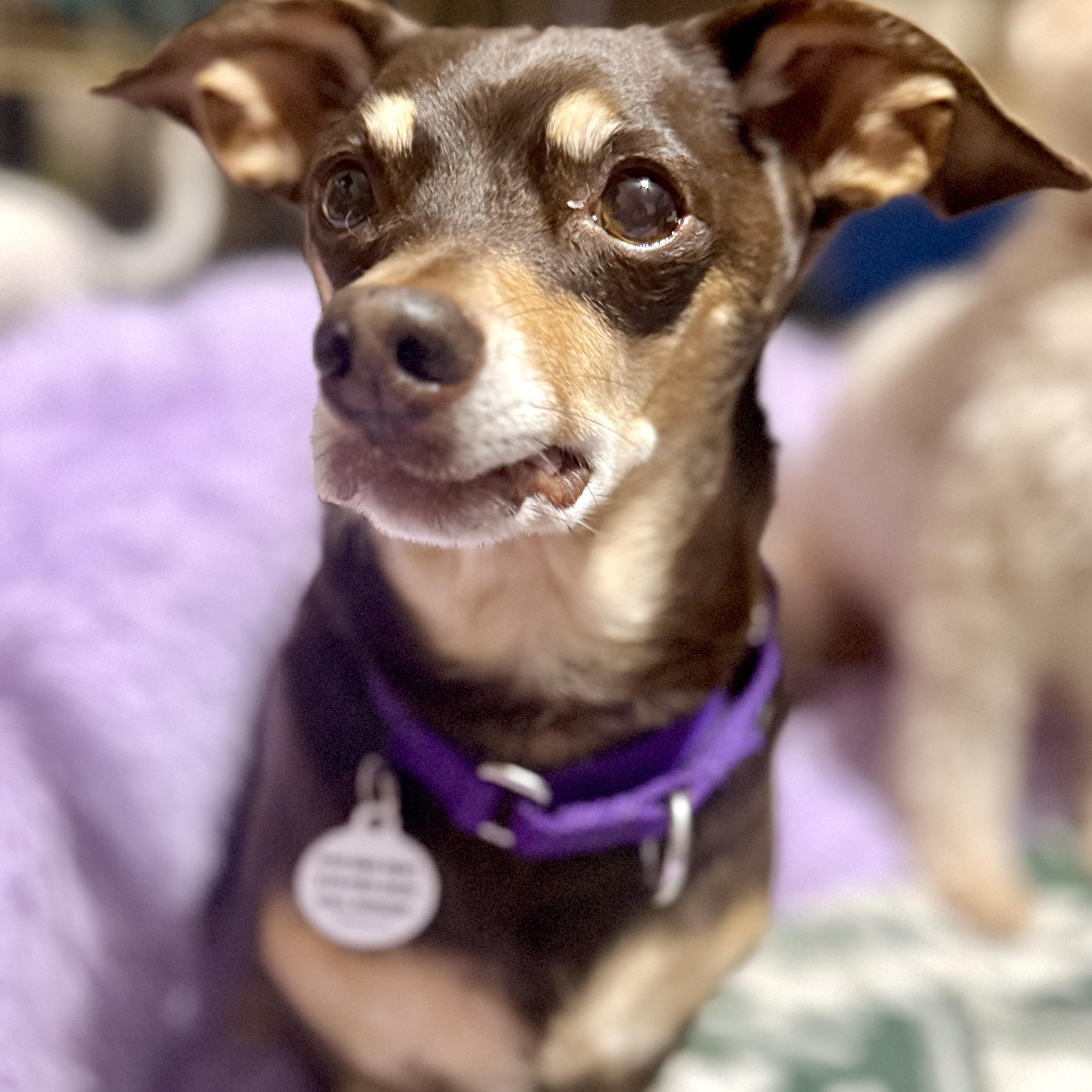 Enlarge Nugget , a ADOPTABLE mixed breed in Santa Monica, CA image 3/6