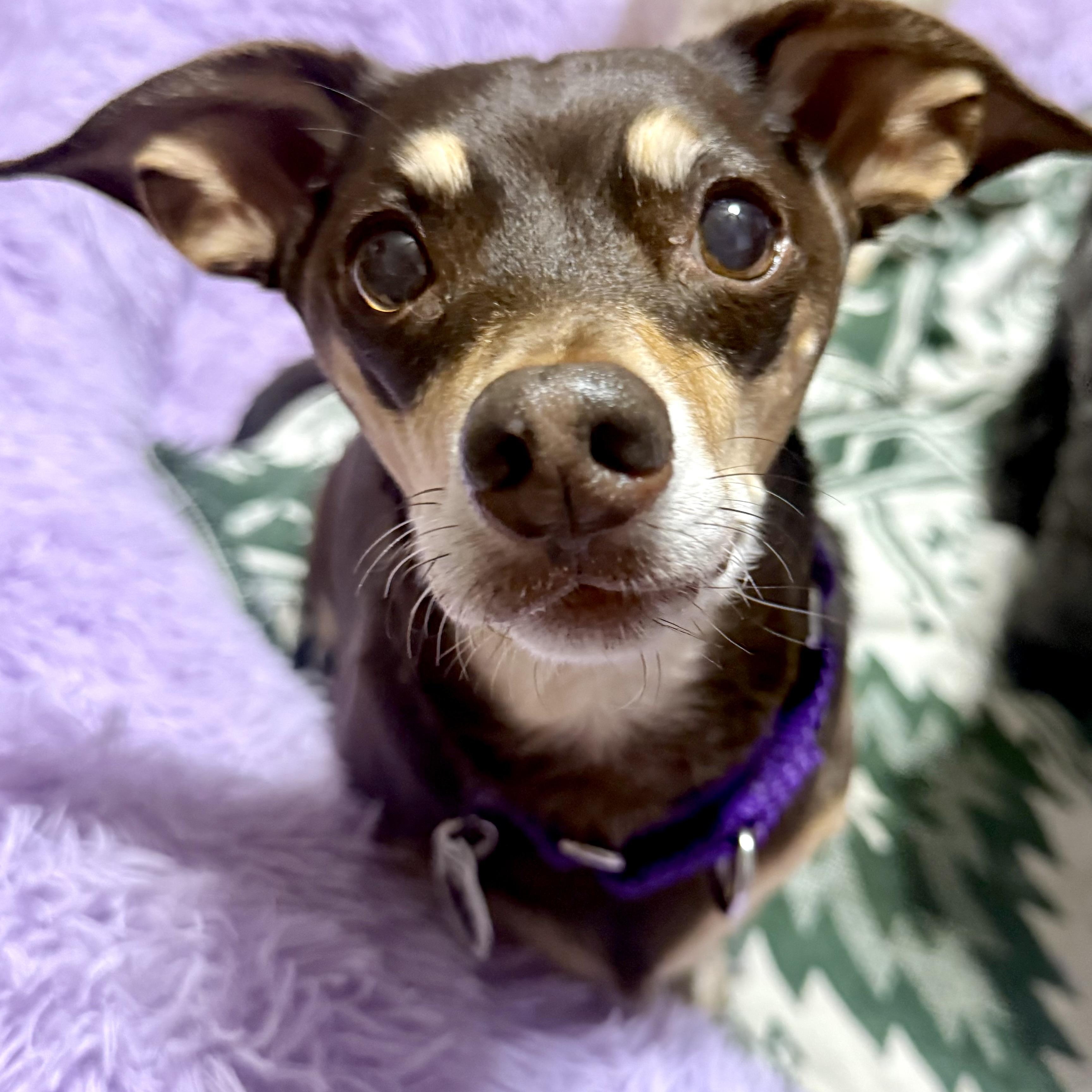 Nugget , ADOPTABLE, Adult Male Miniature Pinscher & Dachshund.