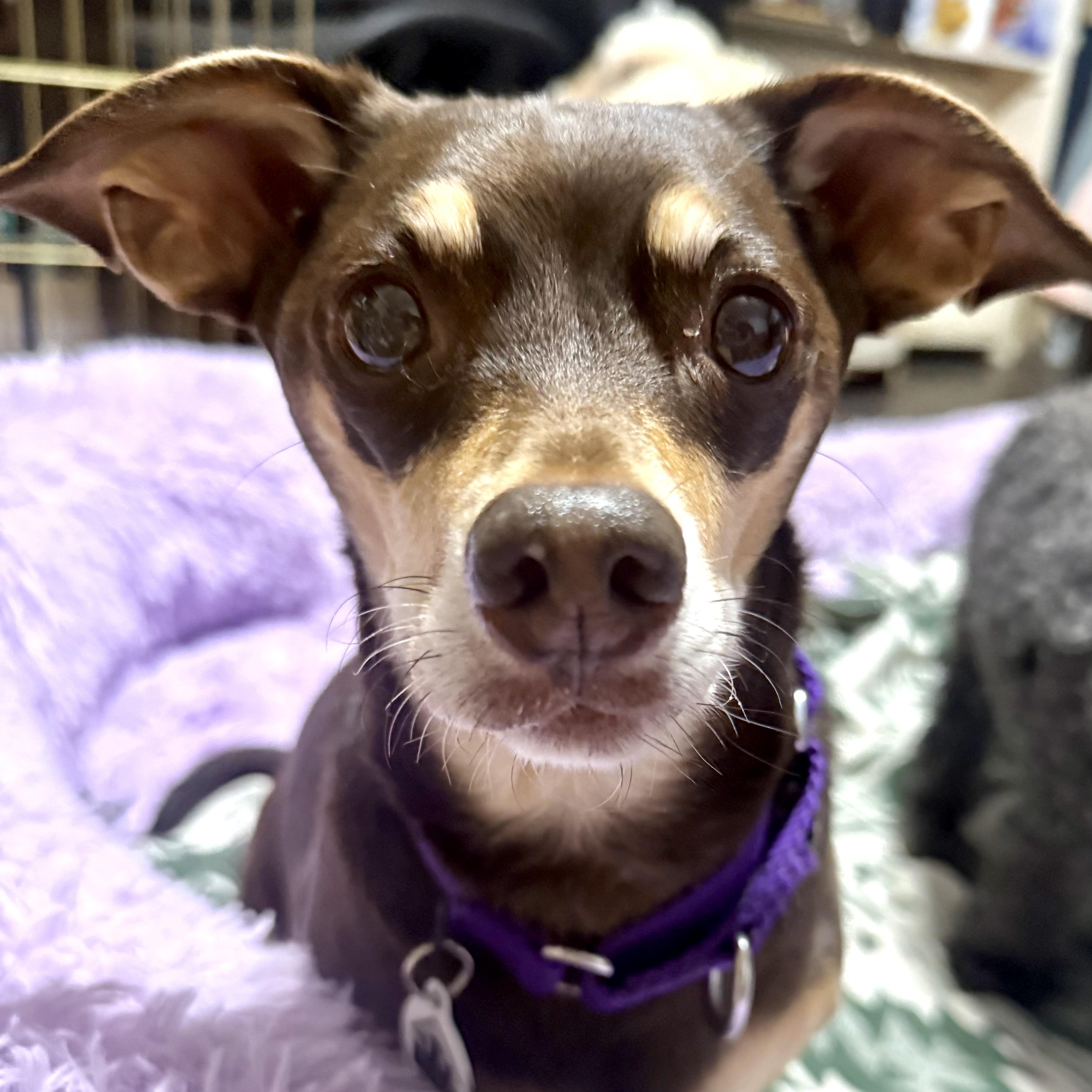 Enlarge Nugget , a ADOPTABLE mixed breed in Santa Monica, CA image 2/6