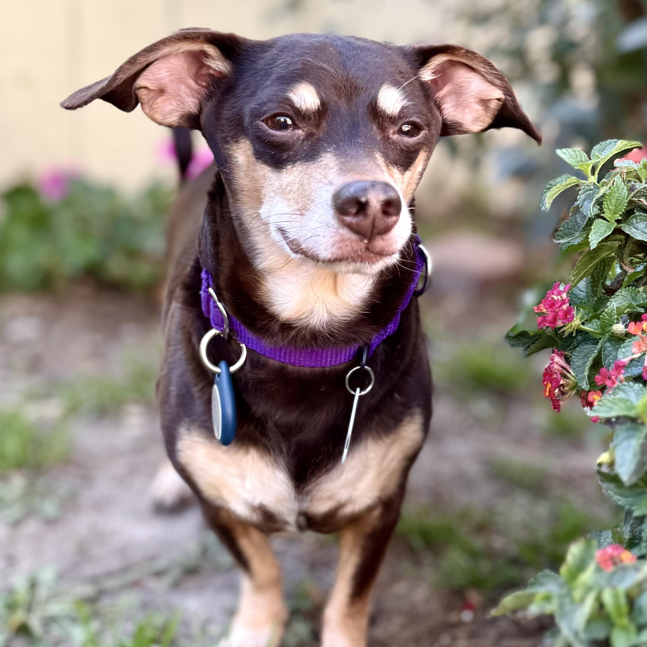 Enlarge Nugget , a ADOPTABLE mixed breed in Santa Monica, CA image 4/6