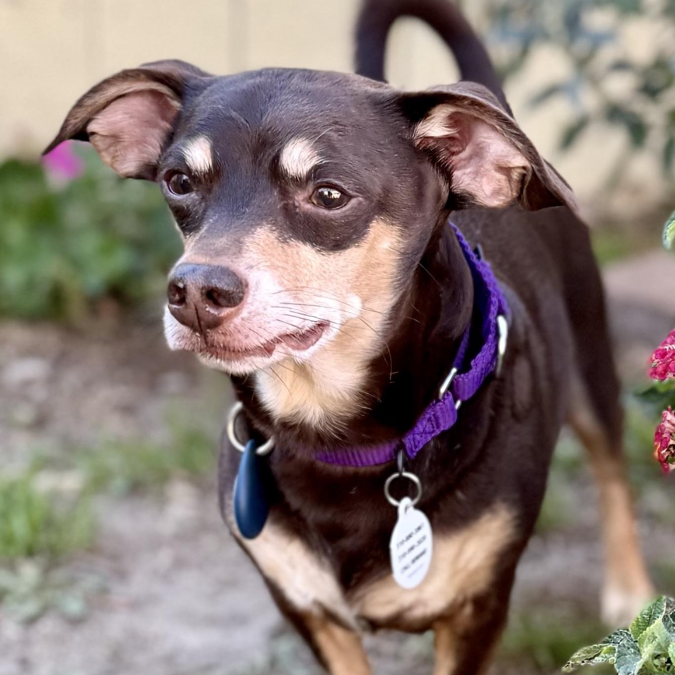 Enlarge Nugget , a ADOPTABLE mixed breed in Santa Monica, CA image 5/6