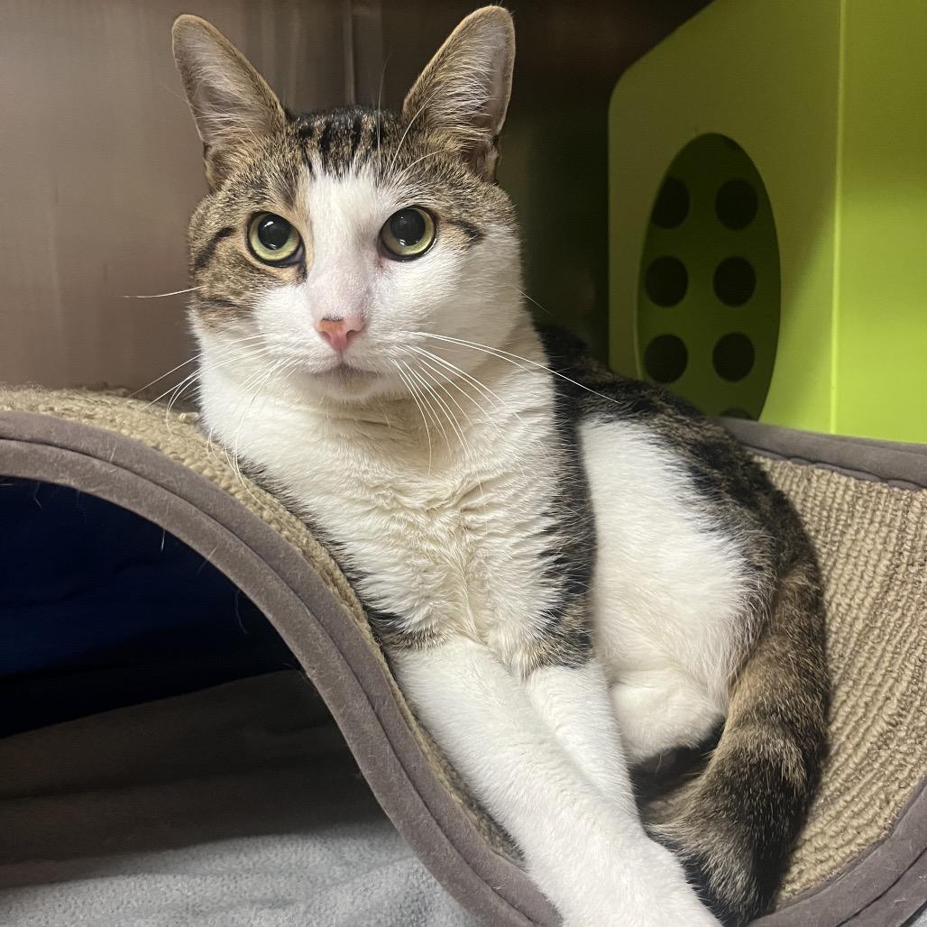 Enlarge Skywalker, a Adoptable Domestic Short Hair in Providence, RI image 1/5