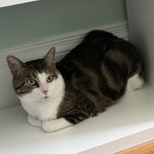 Enlarge Skywalker, a Adoptable Domestic Short Hair in Providence, RI image 2/5