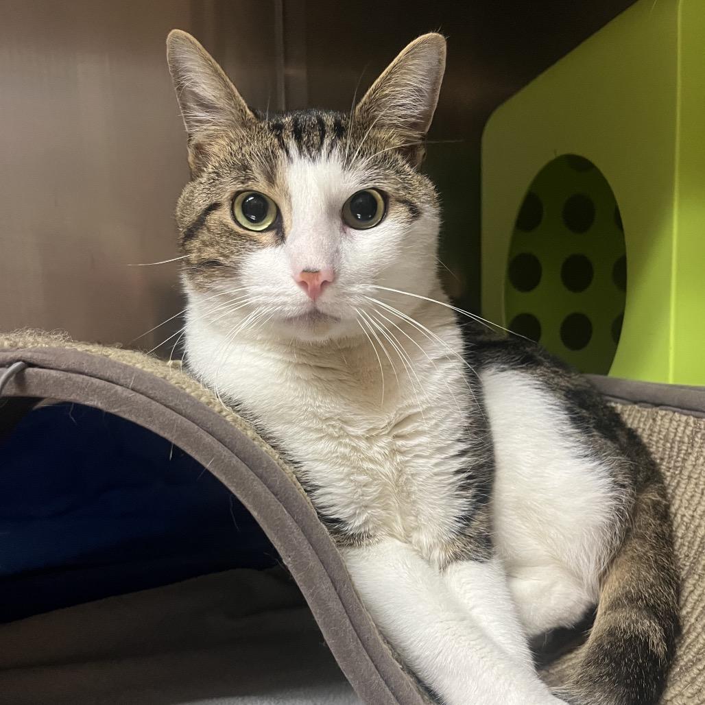 Enlarge Skywalker, a Adoptable Domestic Short Hair in Providence, RI image 3/5