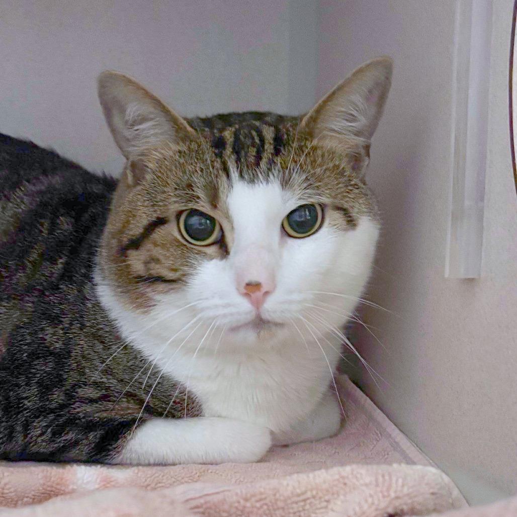 Enlarge Skywalker, a Adoptable Domestic Short Hair in Providence, RI image 4/5