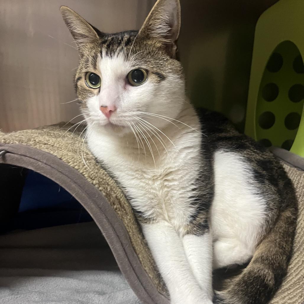 Enlarge Skywalker, a Adoptable Domestic Short Hair in Providence, RI image 5/5