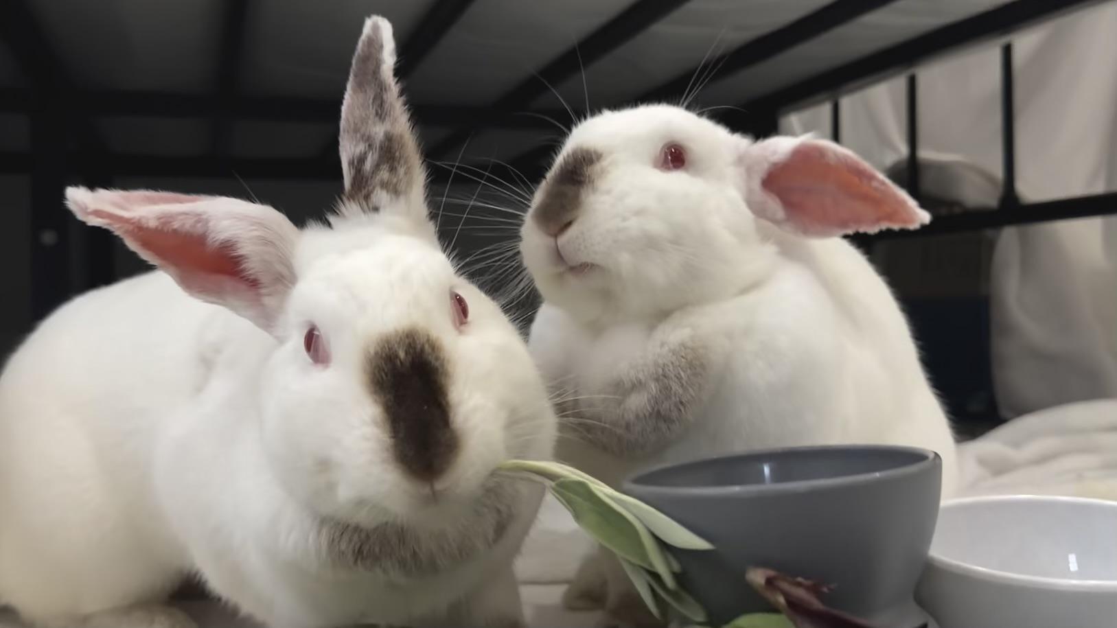 Carmel and Monterey, a ADOPTABLE Californian in Livermore, CA image 1/5