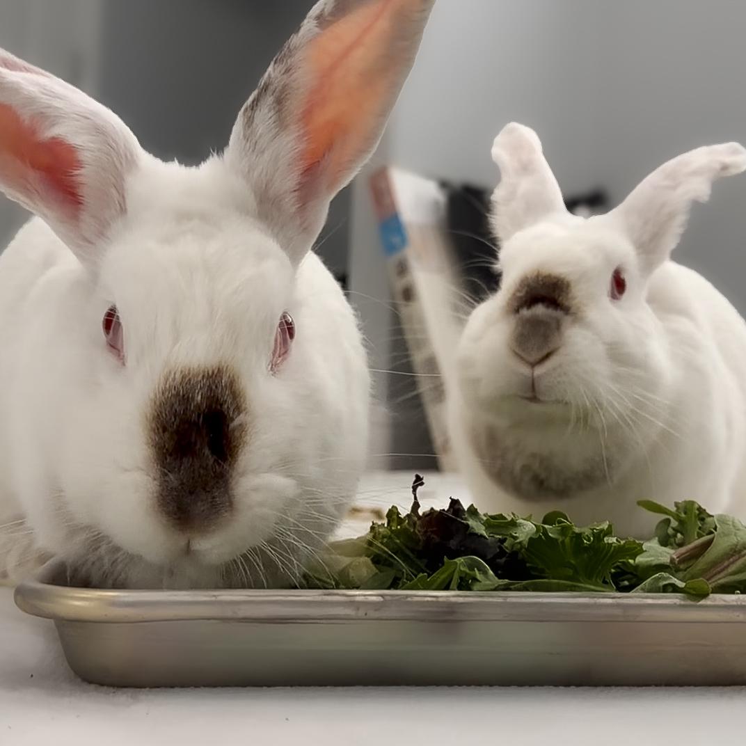 Carmel and Monterey, a ADOPTABLE Californian in Livermore, CA image 4/5