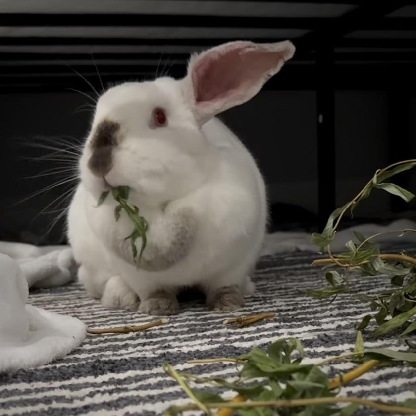 Carmel and Monterey, a ADOPTABLE Californian in Livermore, CA image 5/5