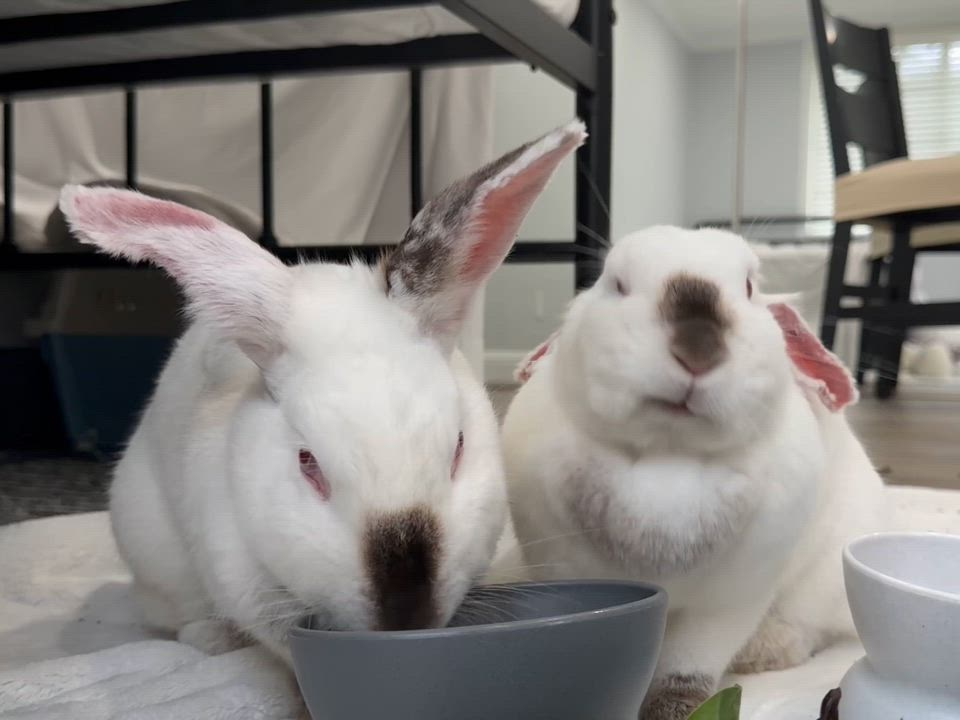 Enlarge Carmel and Monterey, a ADOPTABLE Californian in Livermore, CA video 2/5