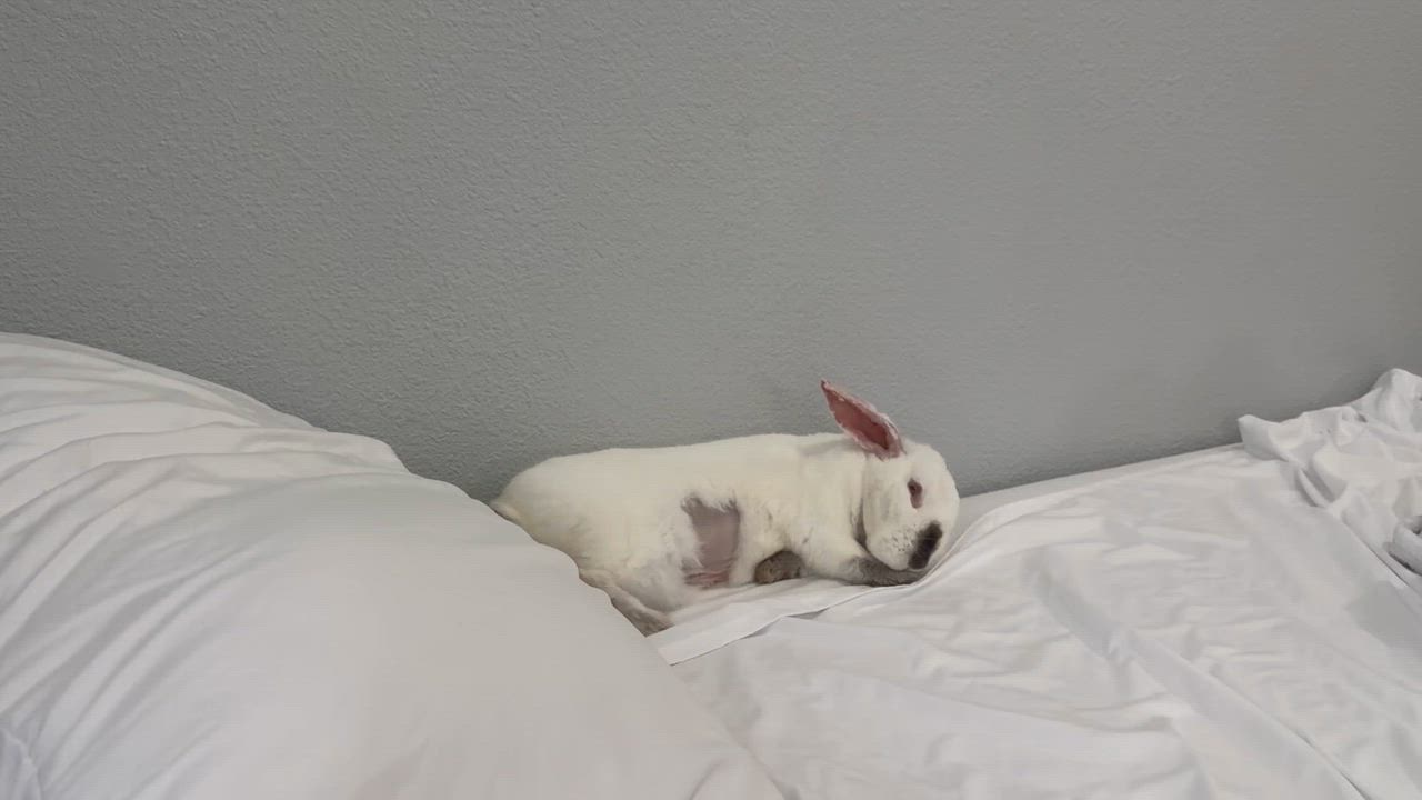 Enlarge Carmel and Monterey, a ADOPTABLE Californian in Livermore, CA video 3/5
