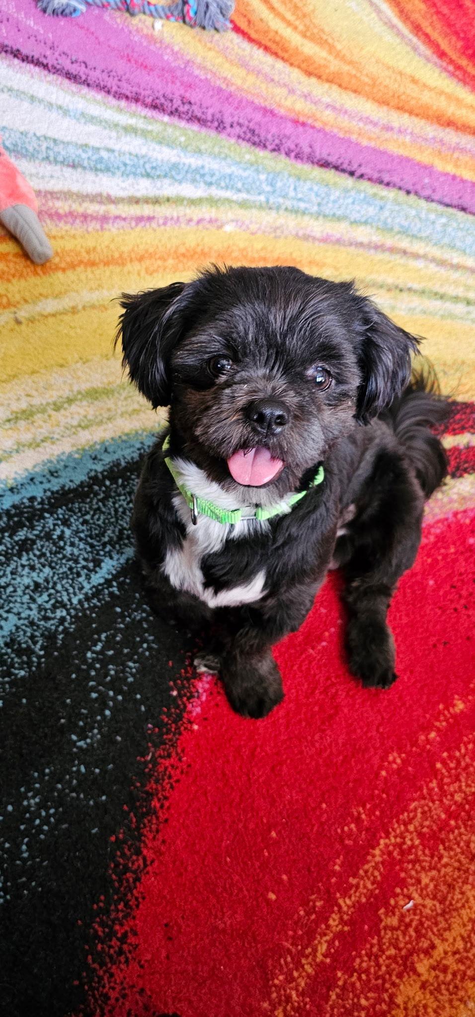 Oreo, Adopted, Young Male Shih Tzu.