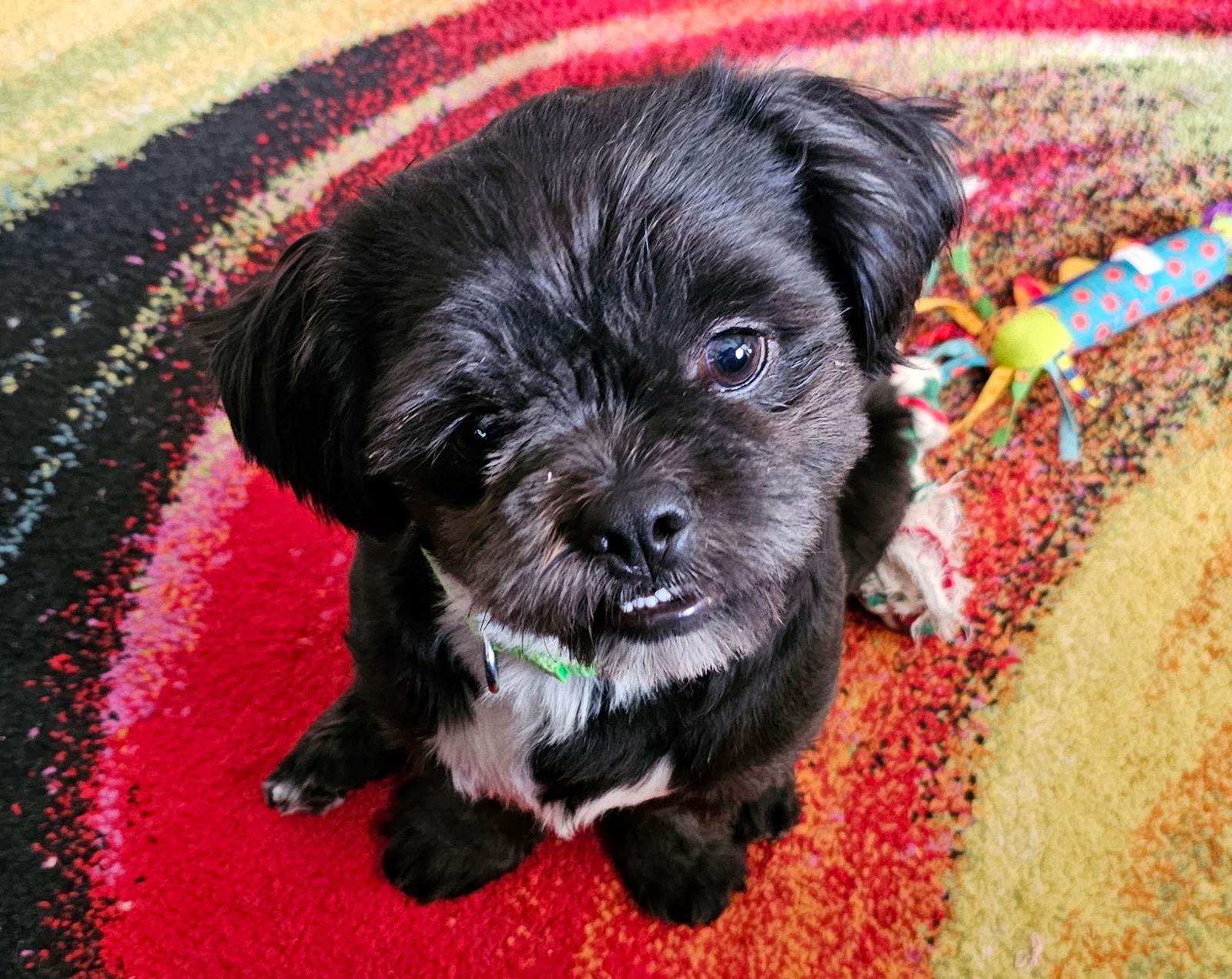 Oreo, a Adopted Shih Tzu in Pipe Creek, TX image 2/3