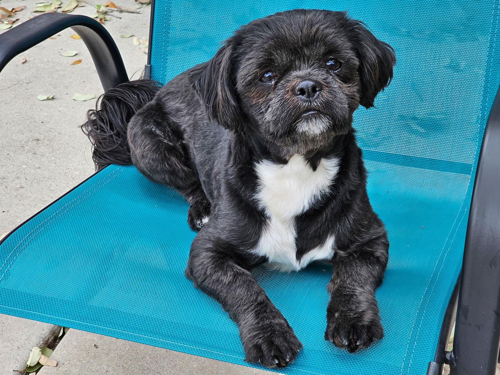 Oreo, a Adopted Shih Tzu in Pipe Creek, TX image 3/3