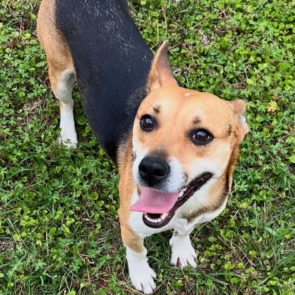 Enlarge Roxy, a ADOPTABLE mixed breed in Plainville, CT image 2/6