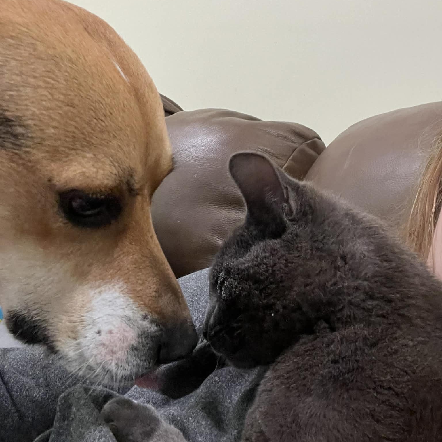 Enlarge Roxy, a ADOPTABLE mixed breed in Plainville, CT image 6/6