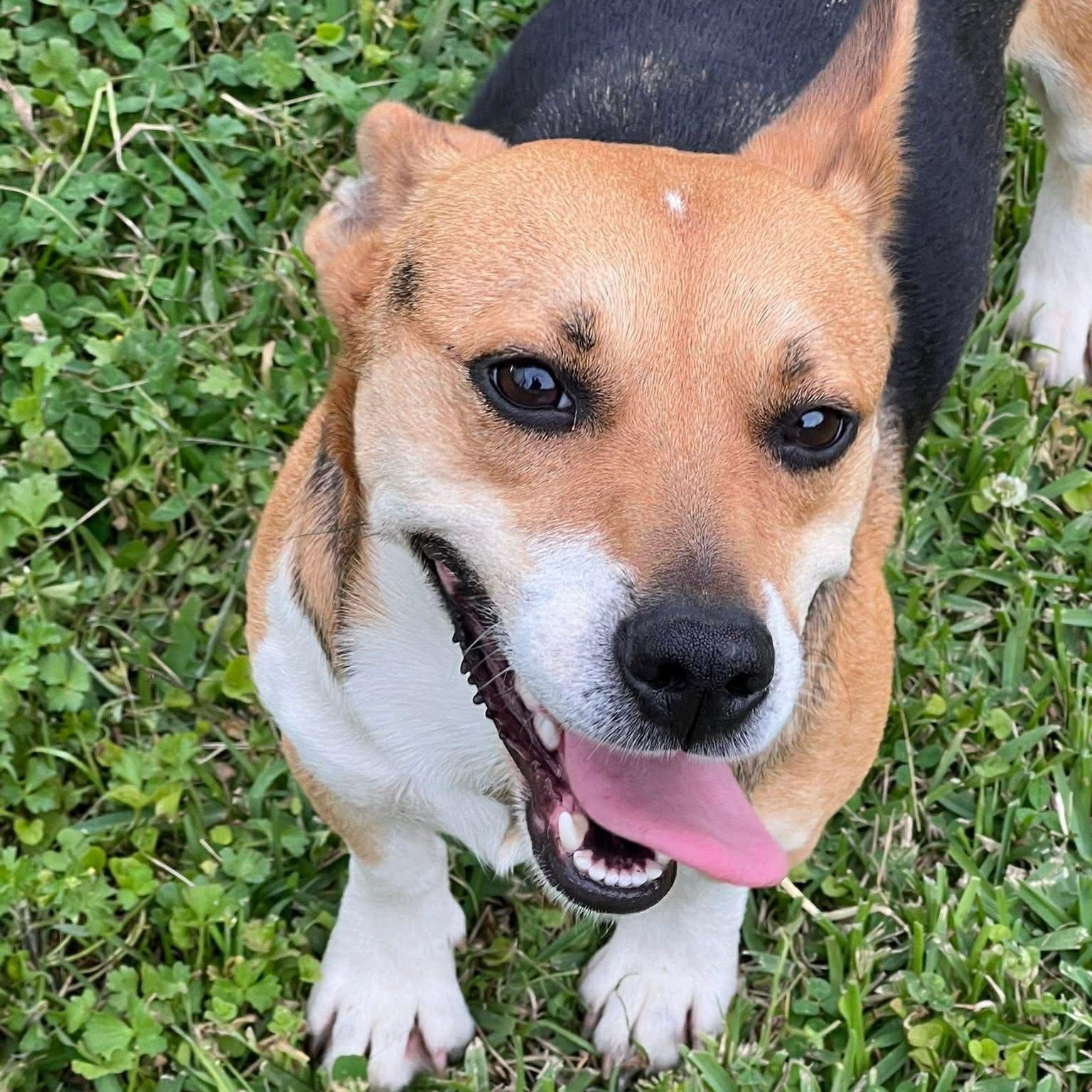 Enlarge Roxy, a ADOPTABLE mixed breed in Plainville, CT image 3/6