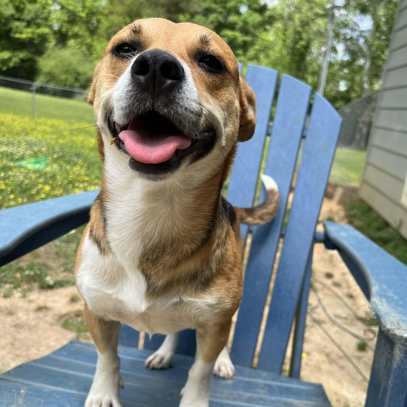 Enlarge Roxy, a ADOPTABLE mixed breed in Plainville, CT image 5/6