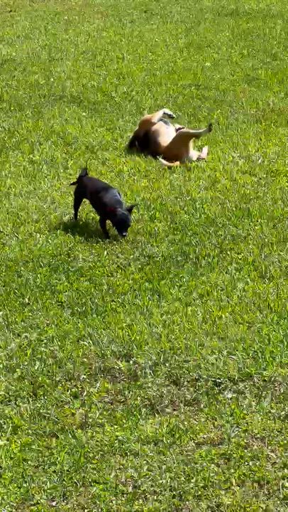 Enlarge Roxy, a ADOPTABLE mixed breed in Plainville, CT video 4/6